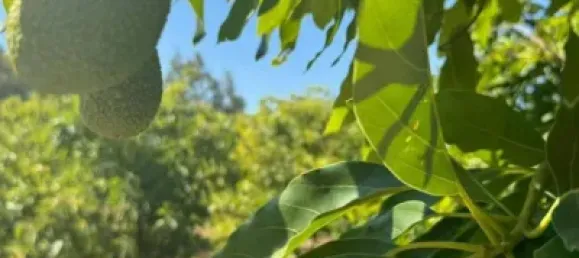 Terrain à Alhaurin de la Torre, Spain 9300m² No. 140208 3