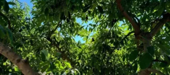 Terrain à Alhaurin de la Torre, Spain 9300m² No. 140208 4