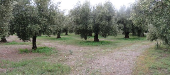 Terreno en Lamezia Terme, Italy 19290 m² No. 15375 6