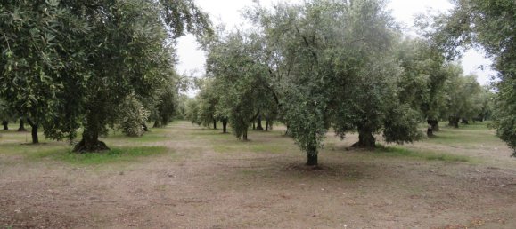 Terreno en Lamezia Terme, Italy 19290 m² No. 15375 4