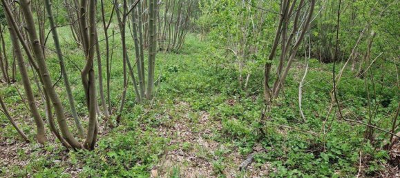 Земельный участок в Шпиталь ам Земмеринг, Австрия № 244643 8