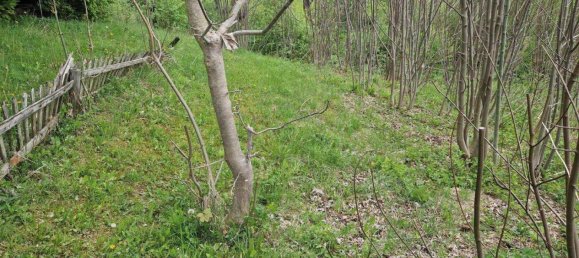 Земельный участок в Шпиталь ам Земмеринг, Австрия № 244643 7