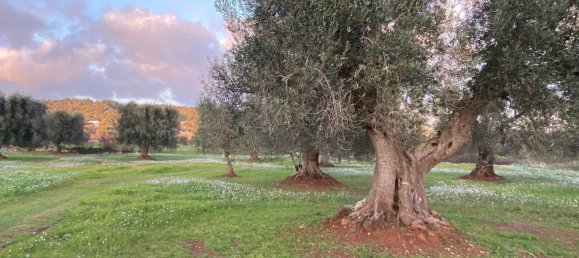 10غرفة منزل في Ceglie Messapica, Italy رقم 173185 11