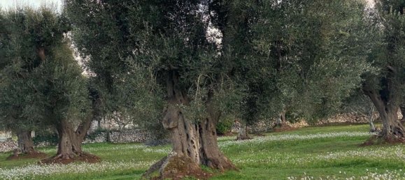 10غرفة منزل في Ceglie Messapica, Italy رقم 173185 10