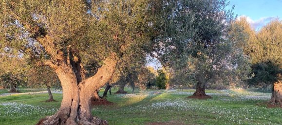 10غرفة منزل في Ceglie Messapica, Italy رقم 173185 31