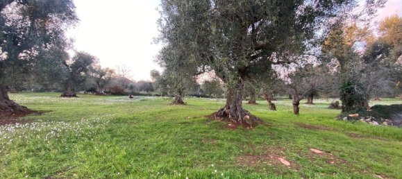10غرفة منزل في Ceglie Messapica, Italy رقم 173185 50