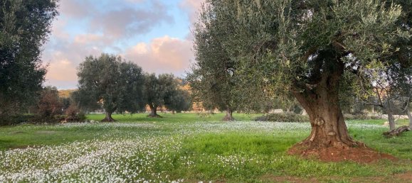 10غرفة منزل في Ceglie Messapica, Italy رقم 173185 12