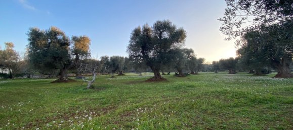 10غرفة منزل في Ceglie Messapica, Italy رقم 173185 32