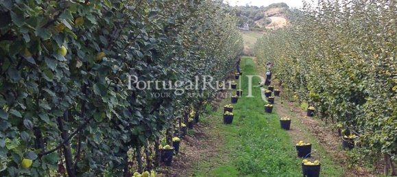 1 bedroom House in Santarem, Portugal No. 192357 6