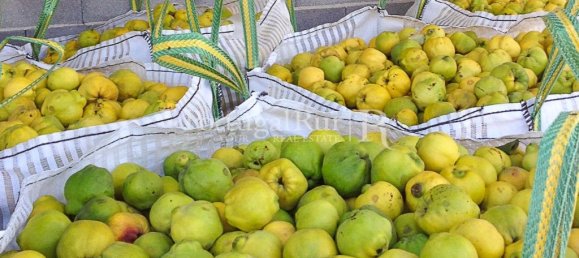 1 bedroom House in Santarem, Portugal No. 192357 7