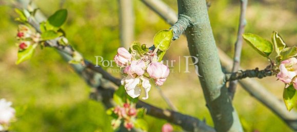 1 bedroom House in Santarem, Portugal No. 192357 11