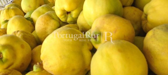 1 bedroom House in Santarem, Portugal No. 192357 8