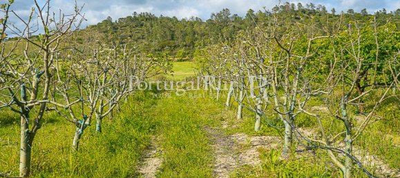 1 bedroom House in Santarem, Portugal No. 192357 5