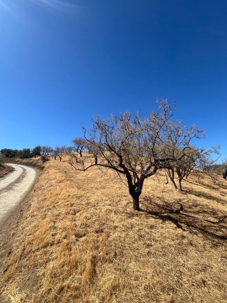 Terreno en Monda, Spain 6000 m² No. 254240