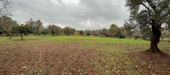 1-Zimmer Grundstück in San Vito dei Normanni, Italy, Nr. 177837 6