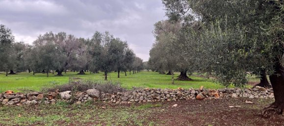 1-Zimmer Grundstück in San Vito dei Normanni, Italy, Nr. 177837 8