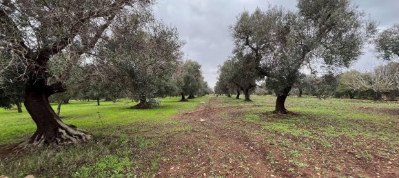 1-Zimmer Grundstück in San Vito dei Normanni, Italy, Nr. 177837 10