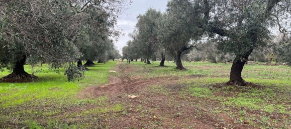 1-Zimmer Grundstück in San Vito dei Normanni, Italy, Nr. 177837 11