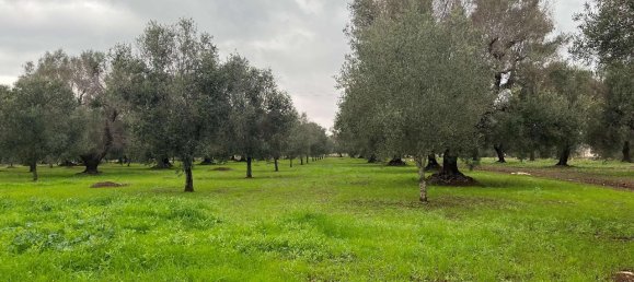 1-Zimmer Grundstück in San Vito dei Normanni, Italy, Nr. 177837 9