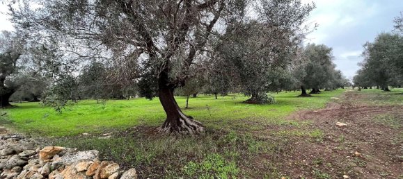 1-Zimmer Grundstück in San Vito dei Normanni, Italy, Nr. 177837 12