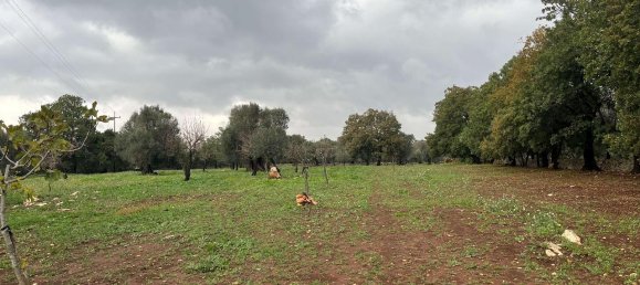 1-Zimmer Grundstück in San Vito dei Normanni, Italy, Nr. 177837 4