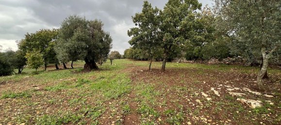 1-Zimmer Grundstück in San Vito dei Normanni, Italy, Nr. 177837 15