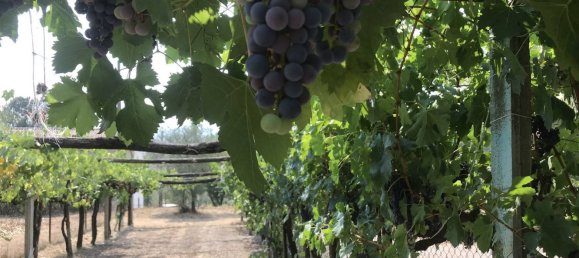 10 rooms Castles in Alvito, Italy No. 55819 19