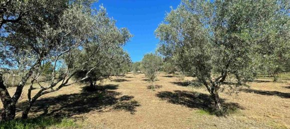 10 rooms Castles in Alvito, Italy No. 55819 37