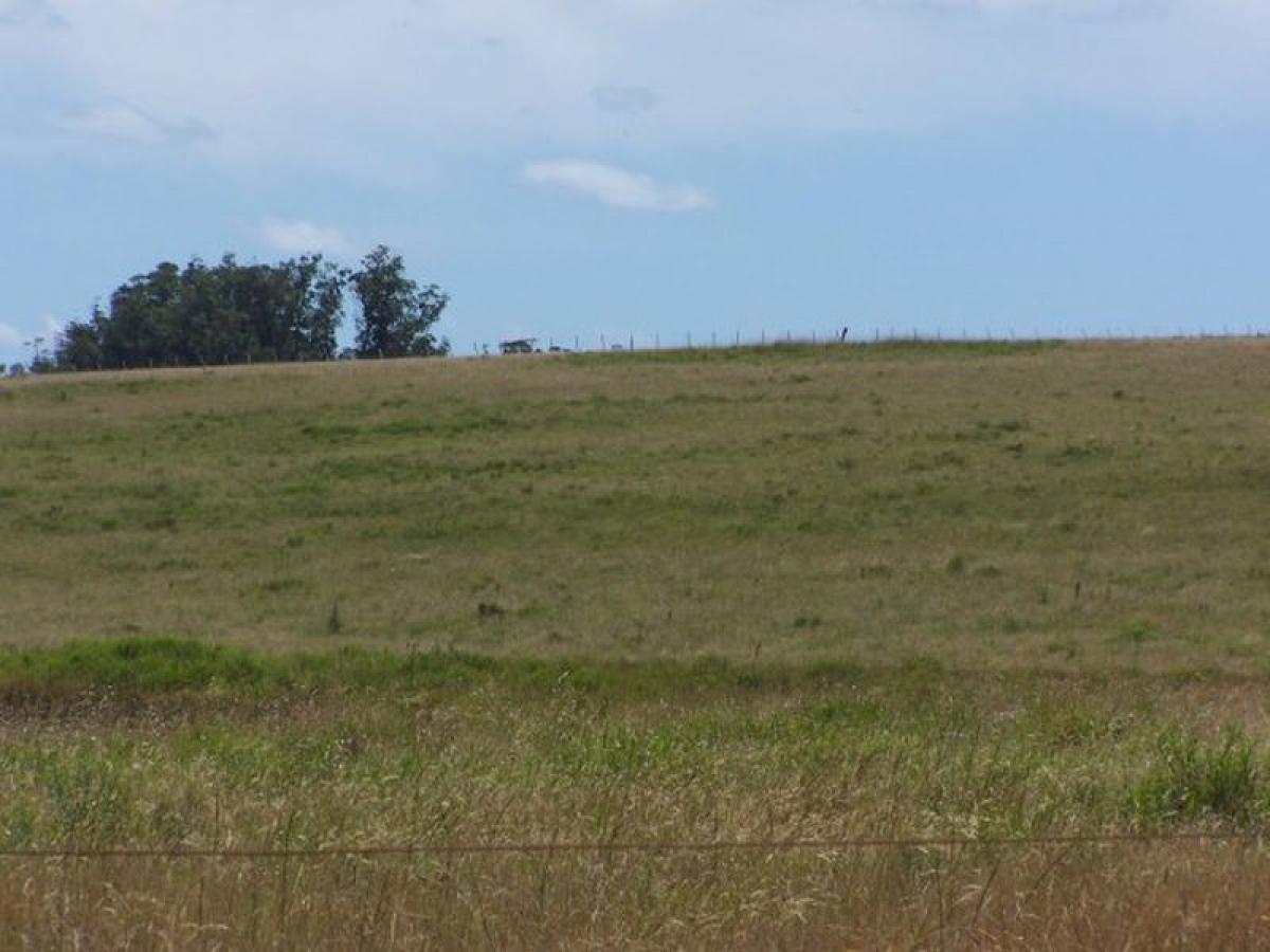  Farm in Maldonado, Uruguay No. 15836