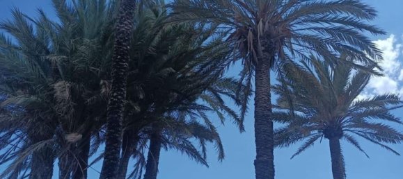 3 chambres Appartement à Torreblanca, Spain No. 155223 19