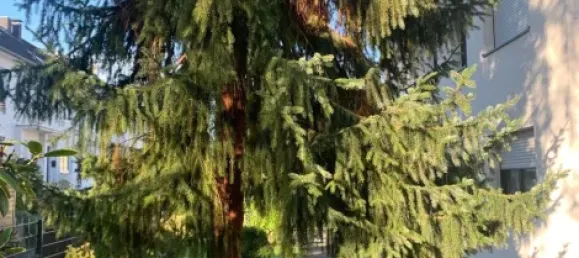 1 Schlafzimmer Wohnung in Rhein-Sieg, Germany, Nr. 209770 40