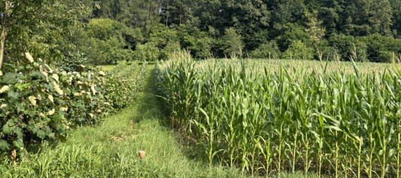 Terrain à Heiligenkreuz im Lafnitztal, Austria No. 134275 8