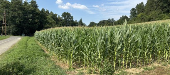 Terrain à Heiligenkreuz im Lafnitztal, Austria No. 134275 10