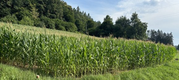 Terrain à Heiligenkreuz im Lafnitztal, Austria No. 134275 6