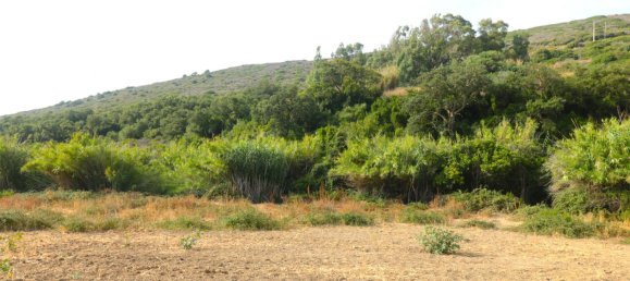 35642m² Land in Manilva, Spain No. 147070 6