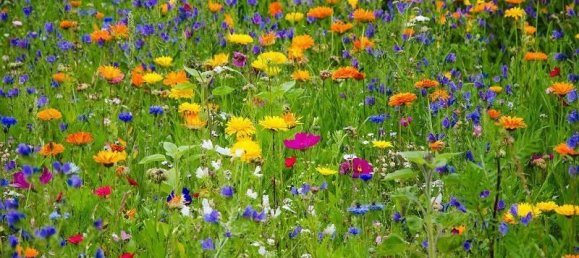 Casa T12 em Saarland, Germany N.º 33996 6