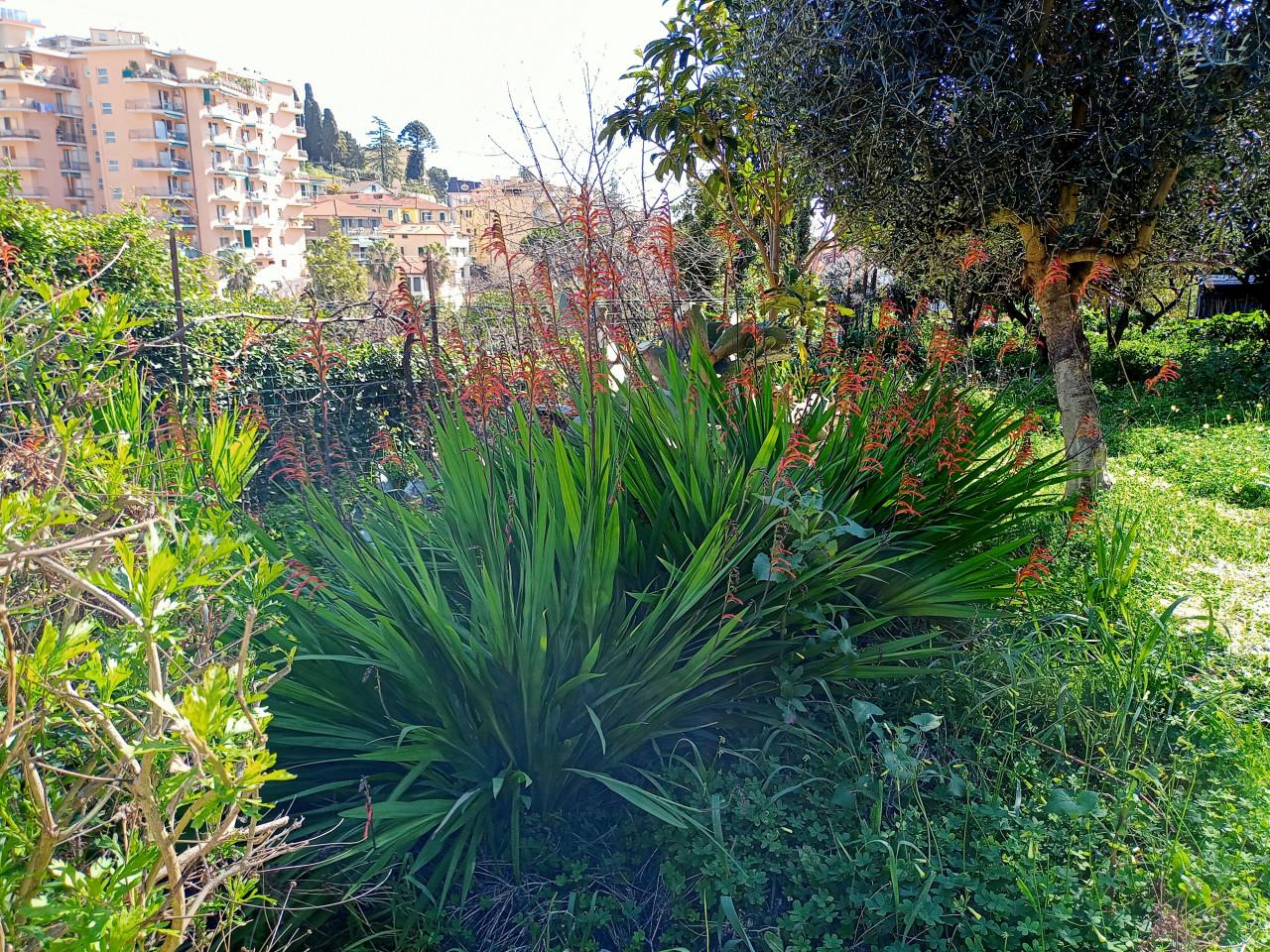  قطعة أرض في Sanremo, Italy 200متر مربع رقم 232839