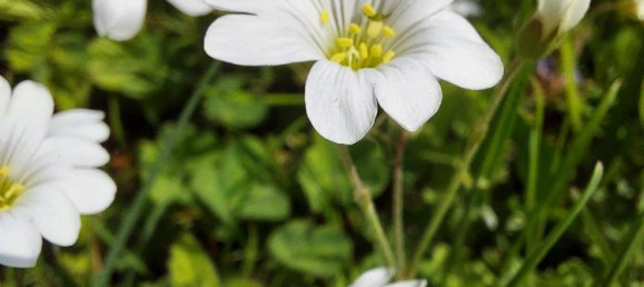 6غرفة منزل في Pabneukirchen, Austria رقم 175102 38