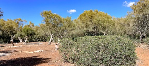  Land in Felanitx, Spain No. 145233 20