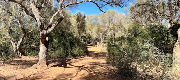  Land in Felanitx, Spain No. 145233 9