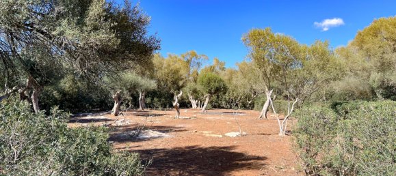  Land in Felanitx, Spain No. 145233 21