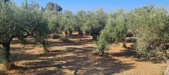 Terra em Zakynthos, Greece N.º 8564 15