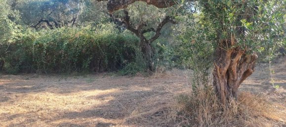 Terra em Zakynthos, Greece N.º 8564 10