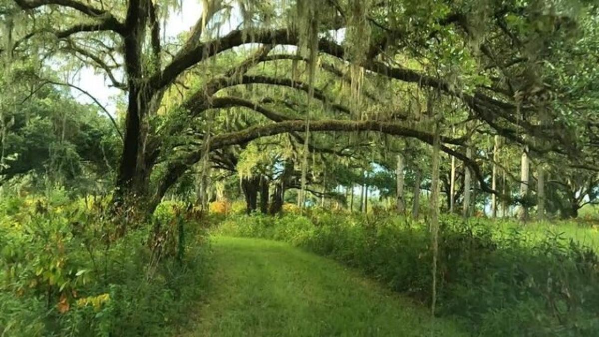 Земельный участок в Таллахасси, США № 486785