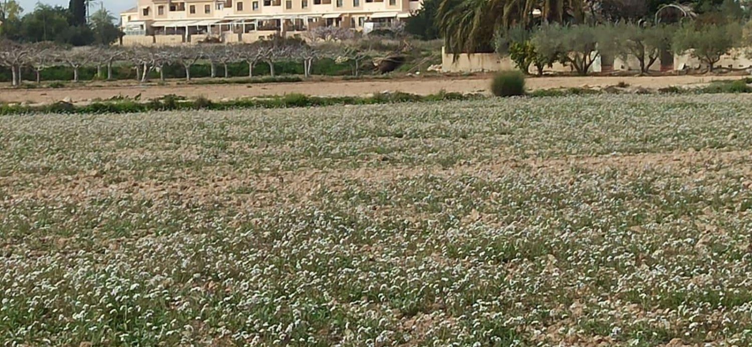 Grundstück in Alicante, Spain, Nr. 206581