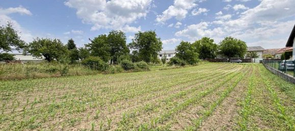 Terrain à Zemendorf-Stottera, Austria No. 126598 4