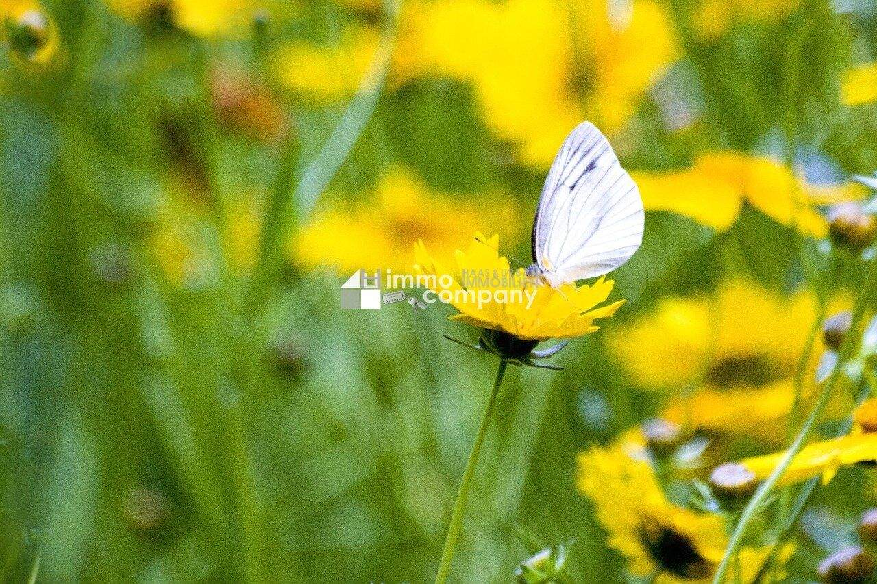  قطعة أرض في Purbach am Neusiedler See, Austria رقم 224823