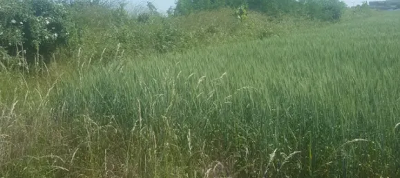 Terreno en Hagenbrunn, Austria 10433 m² No. 239304 2