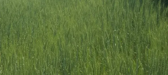 Terreno en Hagenbrunn, Austria 10433 m² No. 239304 9