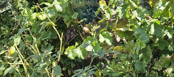 36غرفة منزل في Mirabella Imbaccari, Italy رقم 371639 8